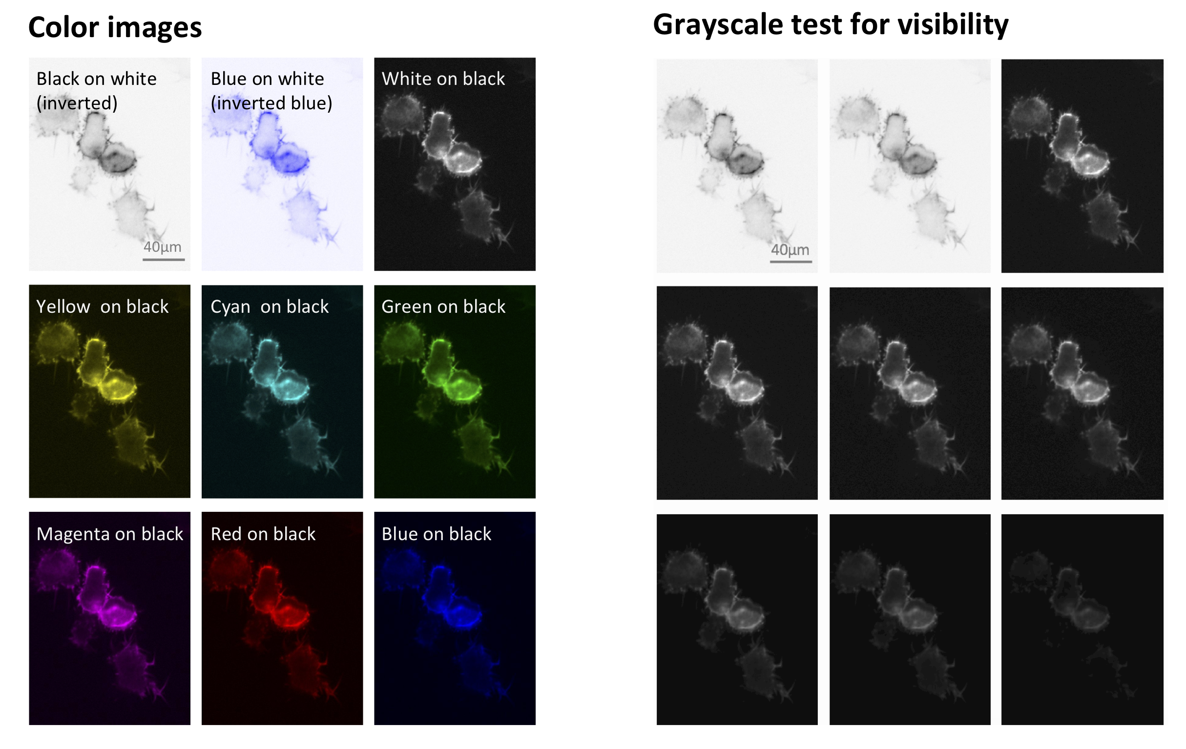 Color visibilities on backdrop